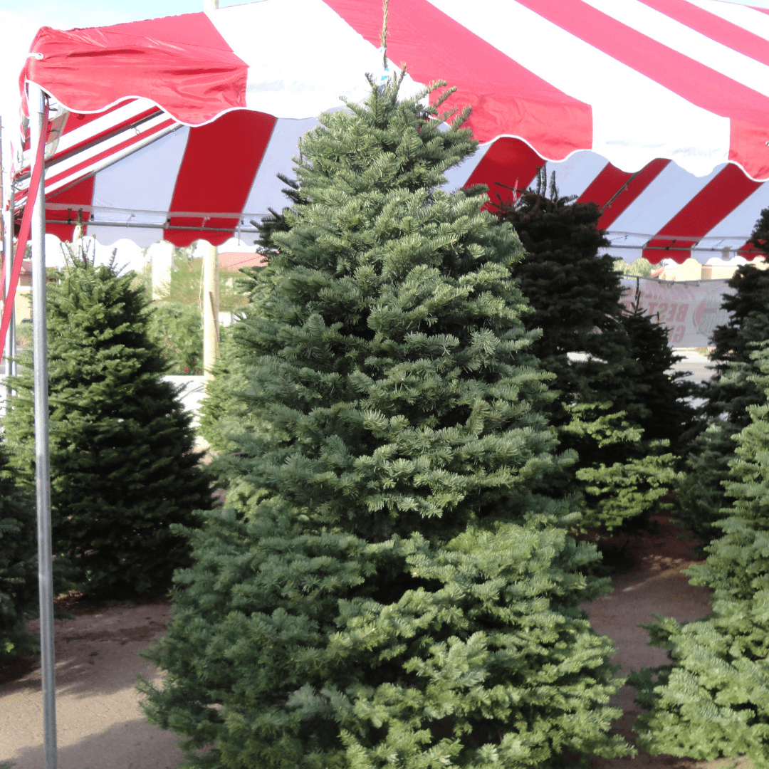 Noble Fir Christmas Tree